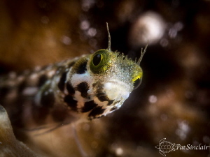 Curiosity
Spinyhead blenny was almost as curious about m... by Patricia Sinclair 